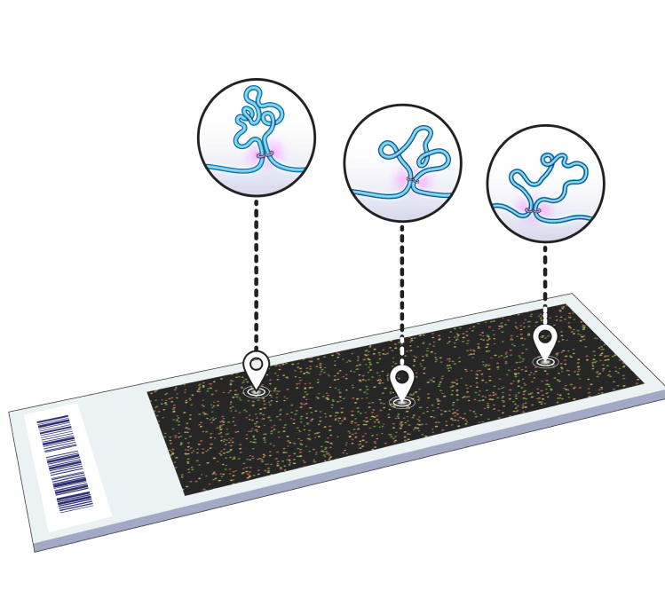 Whole 3D genome EpiSwitch Explorer Array Kit